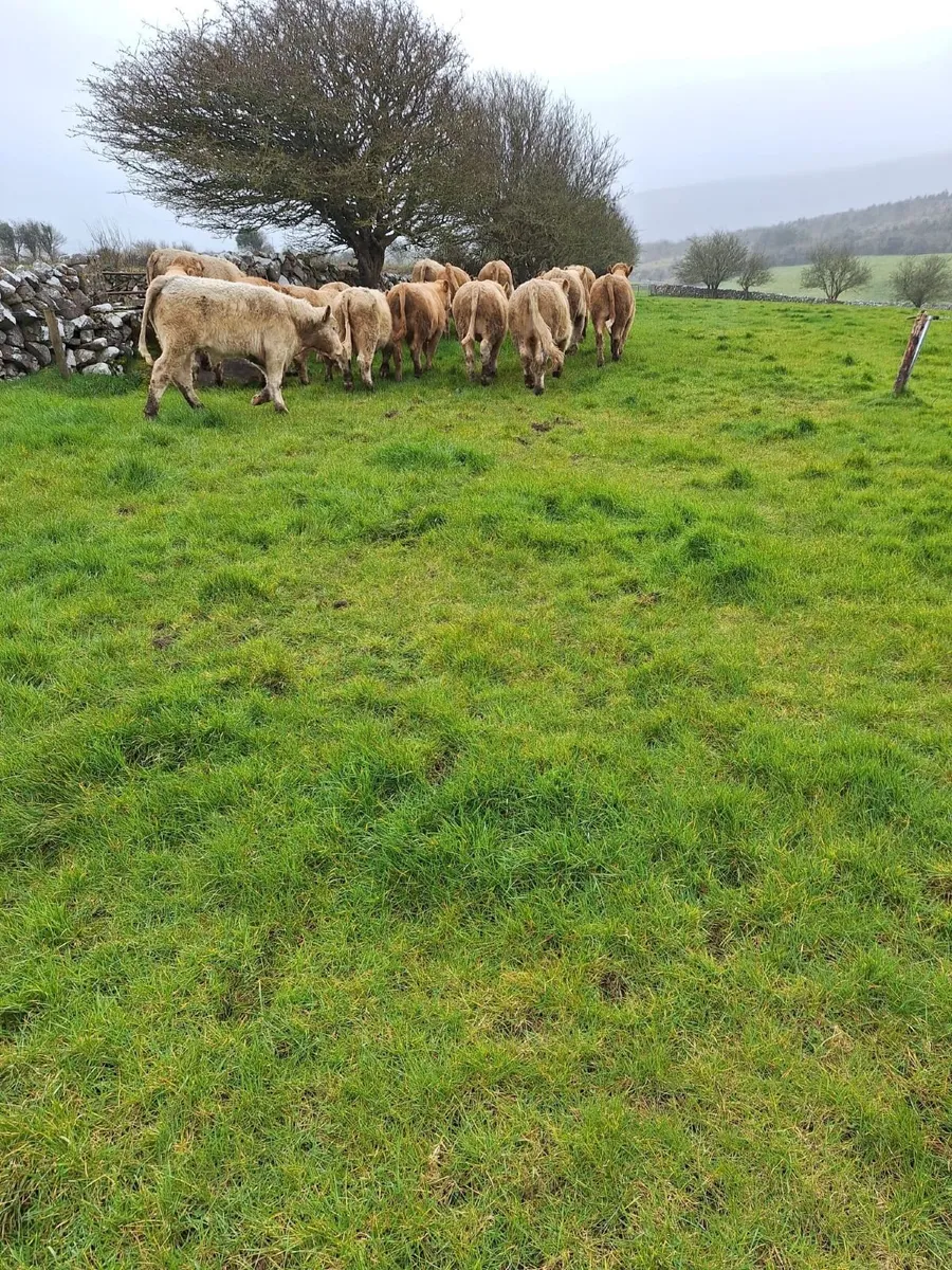 18 home bred charlois bullocks, Out- Wintered - Image 2