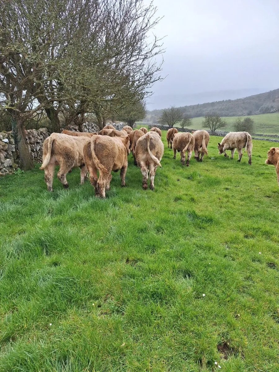 18 home bred charlois bullocks, Out- Wintered - Image 3