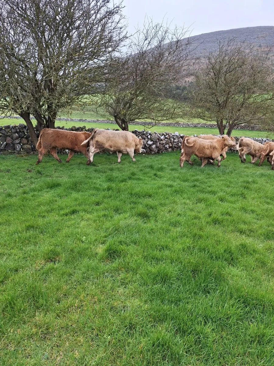 18 home bred charlois bullocks, Out- Wintered - Image 4