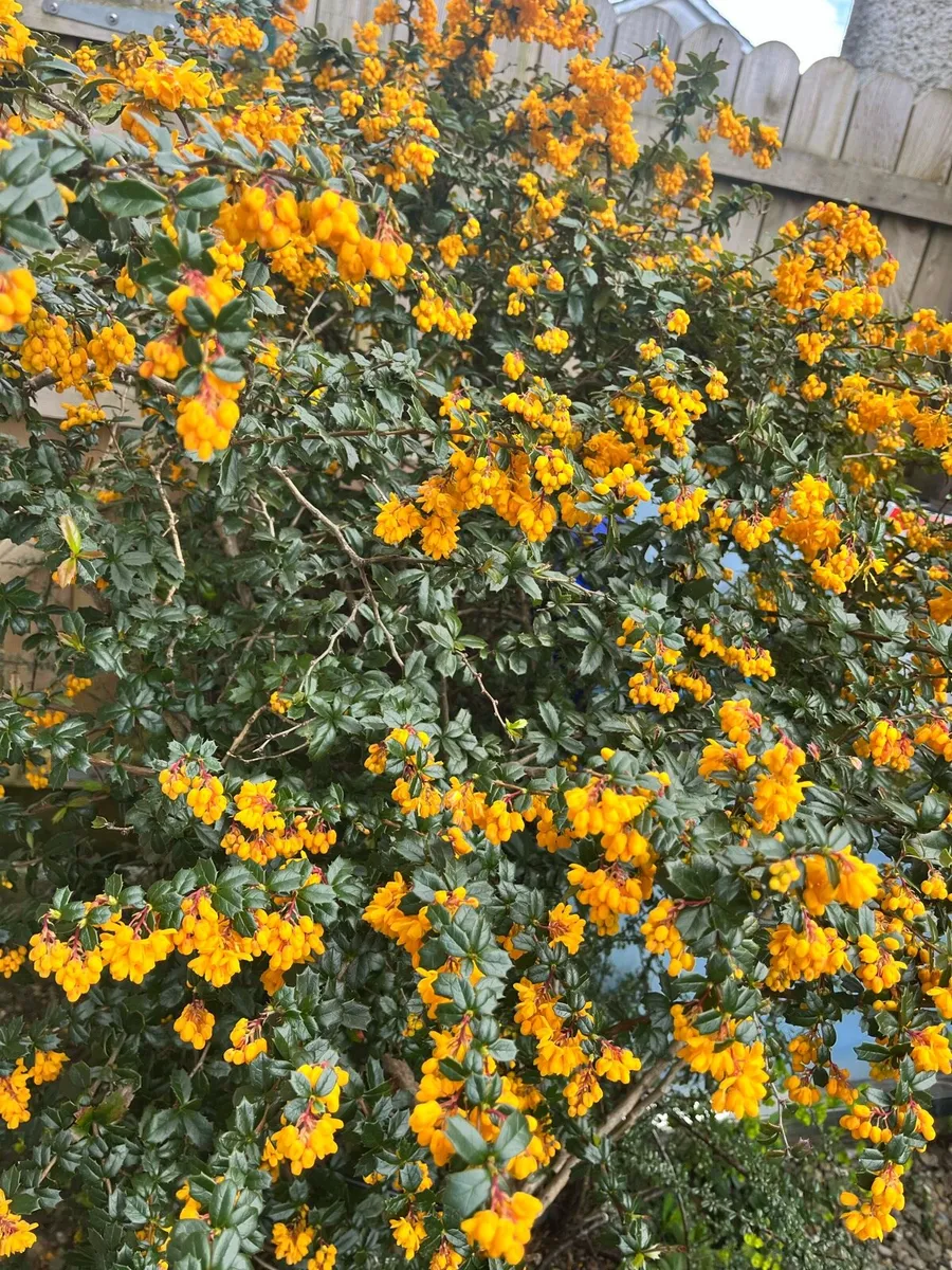 Big plants - Image 1