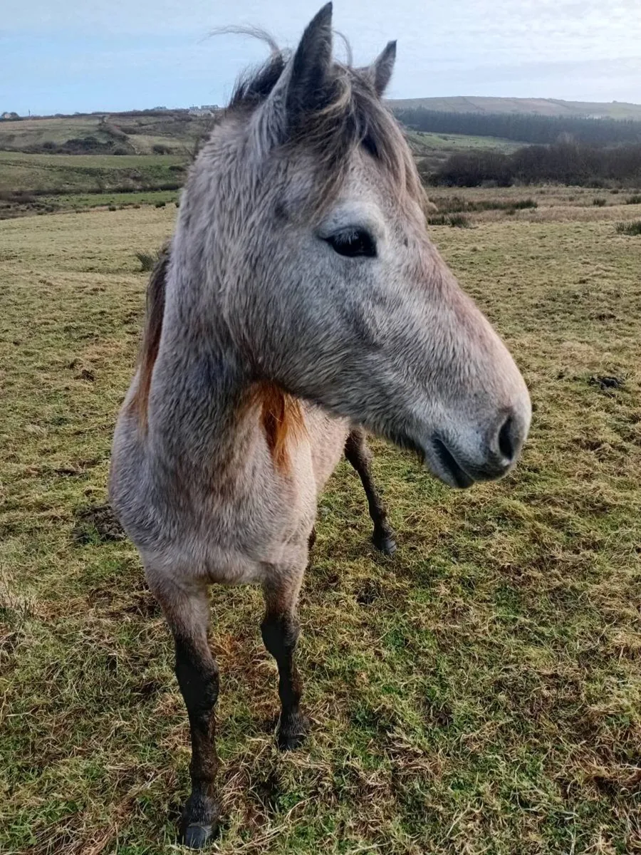 Connemara filly - Image 1