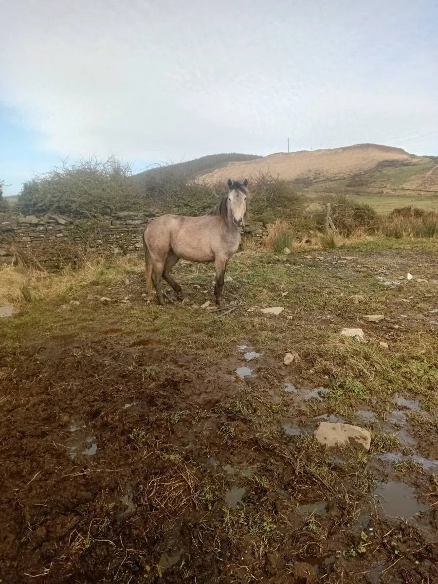 Connemara filly - Image 2