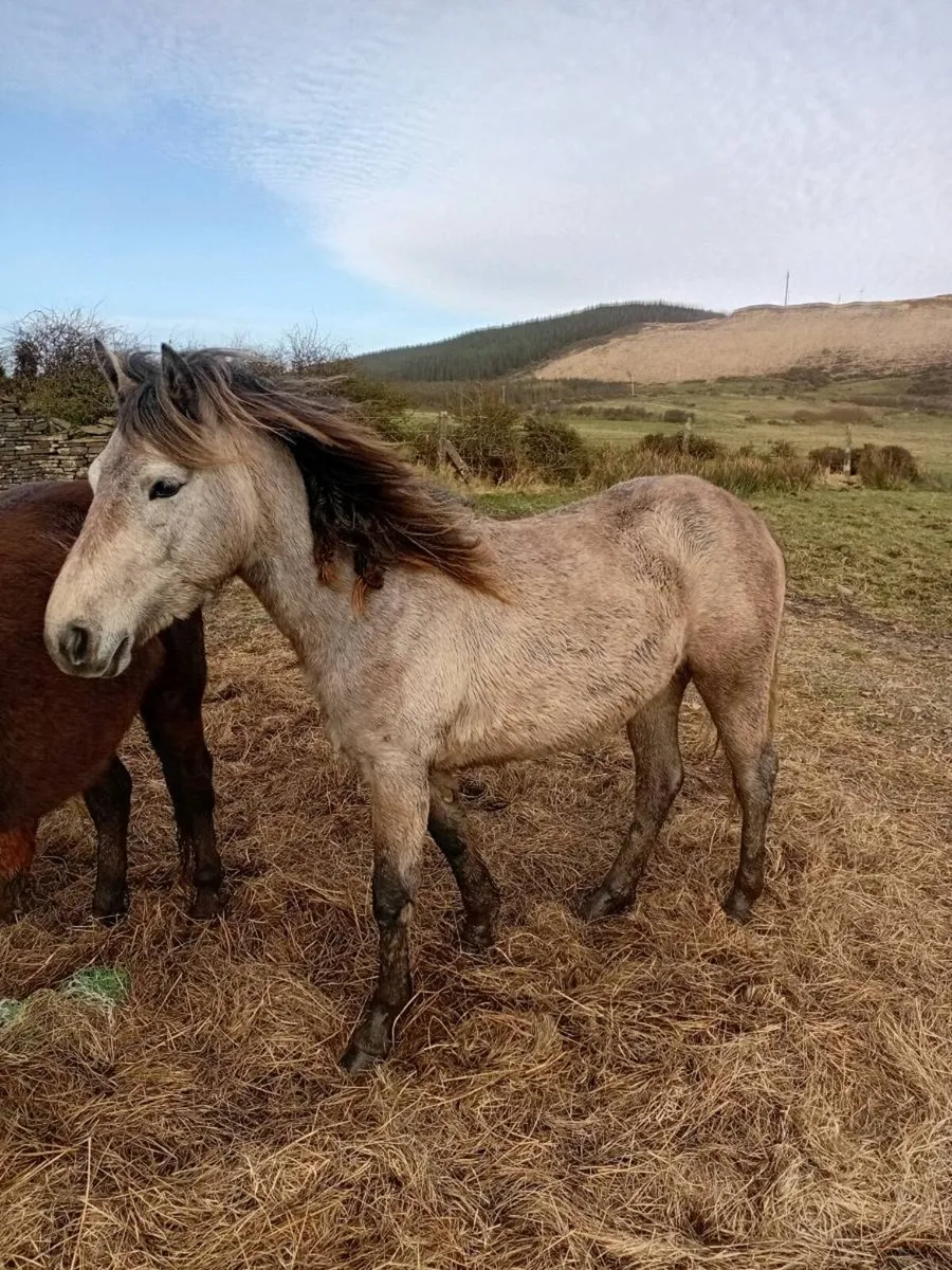 Connemara filly - Image 3