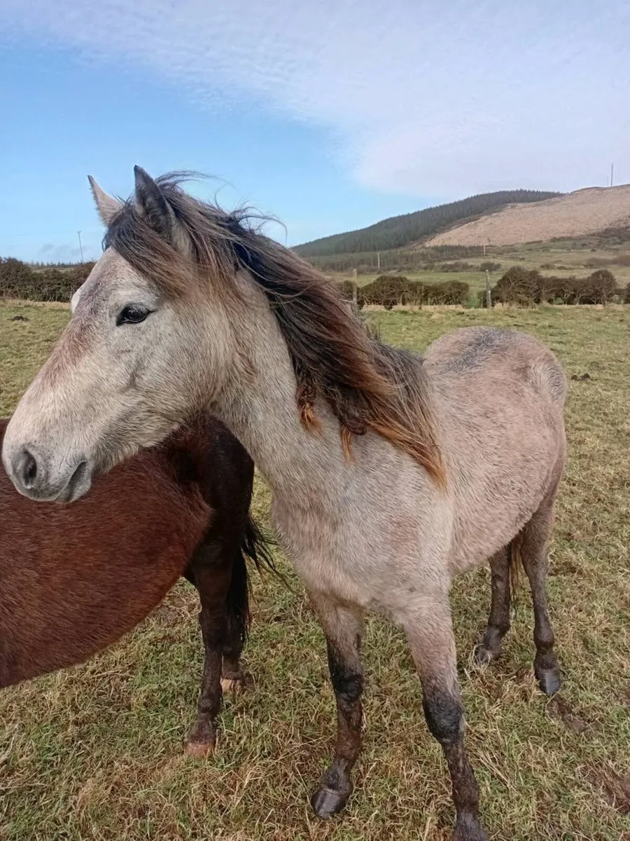 Connemara filly - Image 4