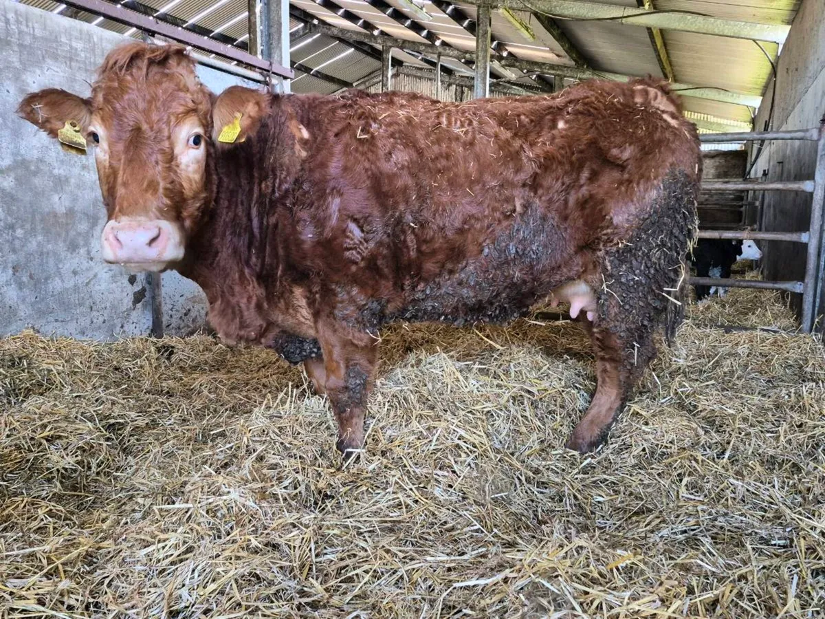 Foster Heifer - Image 1