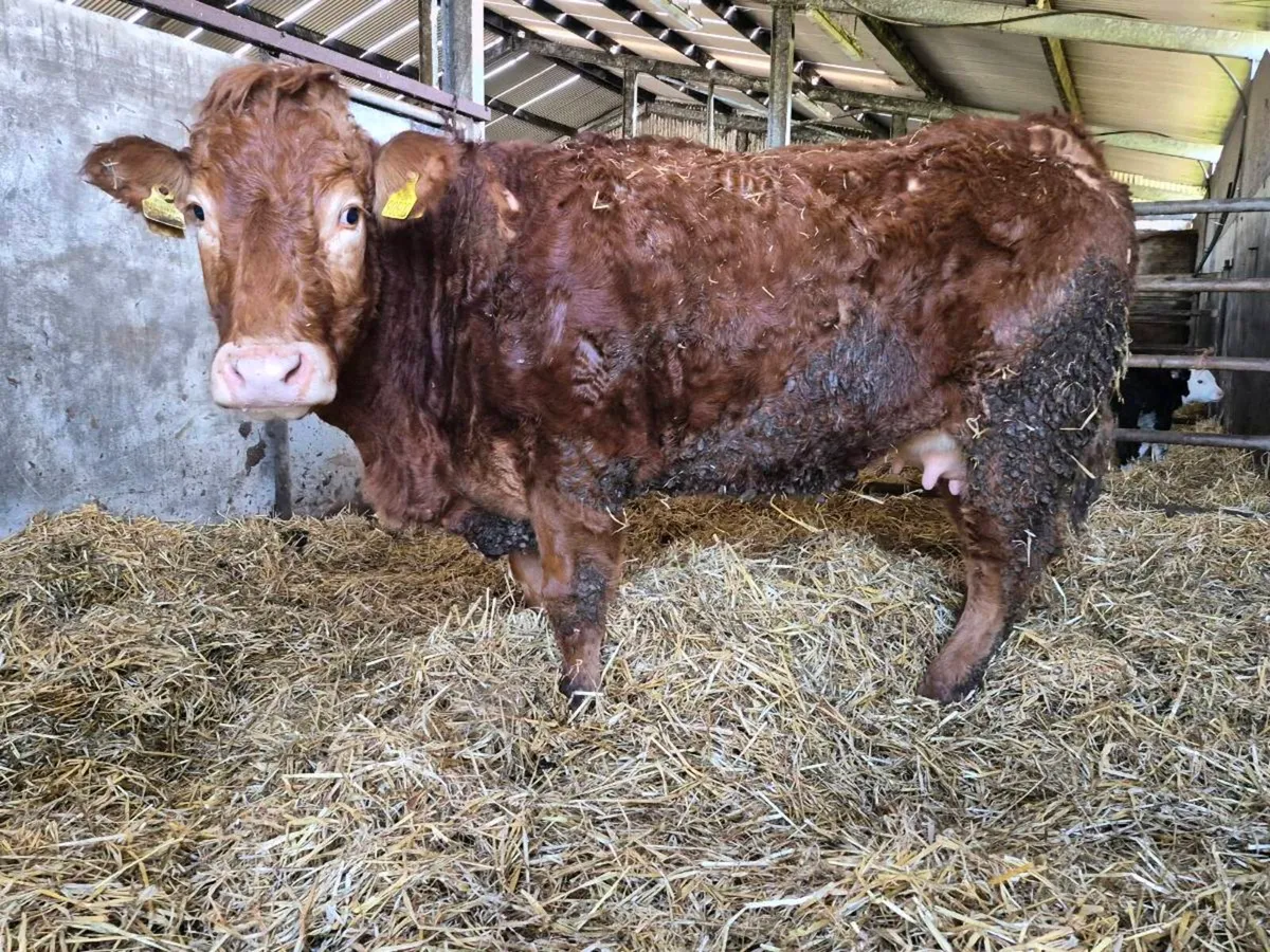 Foster Heifer - Image 2