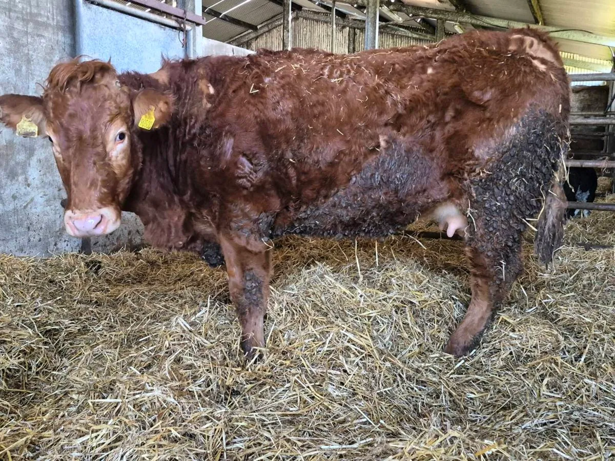 Foster Heifer - Image 3