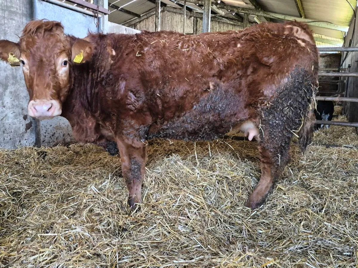 Foster Heifer - Image 4