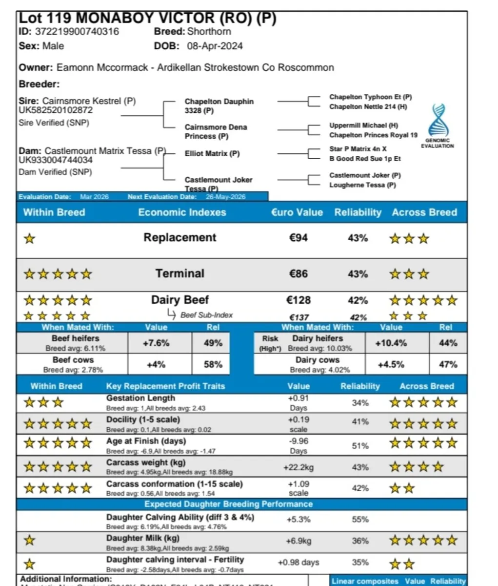 Super Shorthorn Bull - Image 4