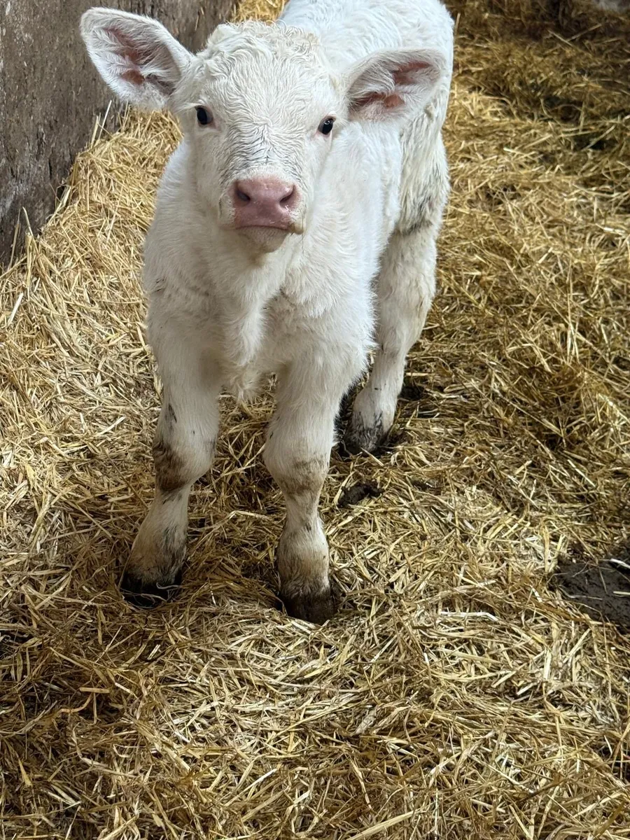 Charolais Bull Calf - Image 1