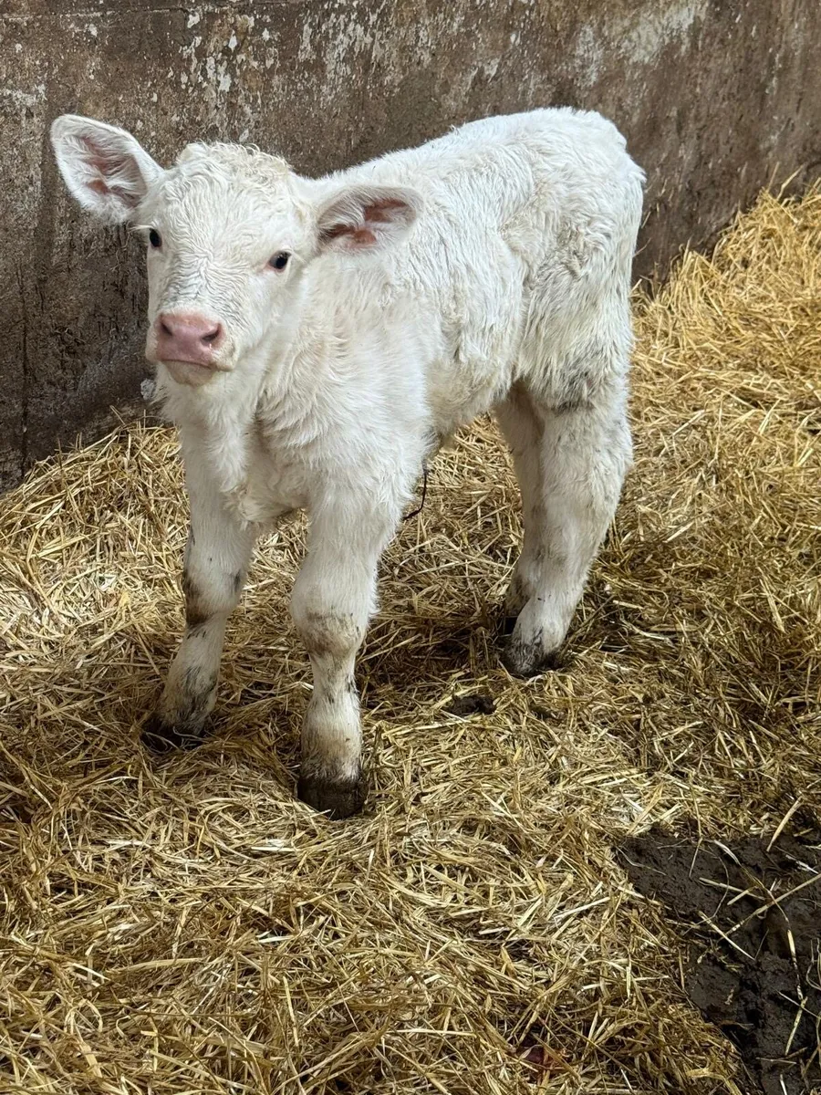 Charolais Bull Calf - Image 2