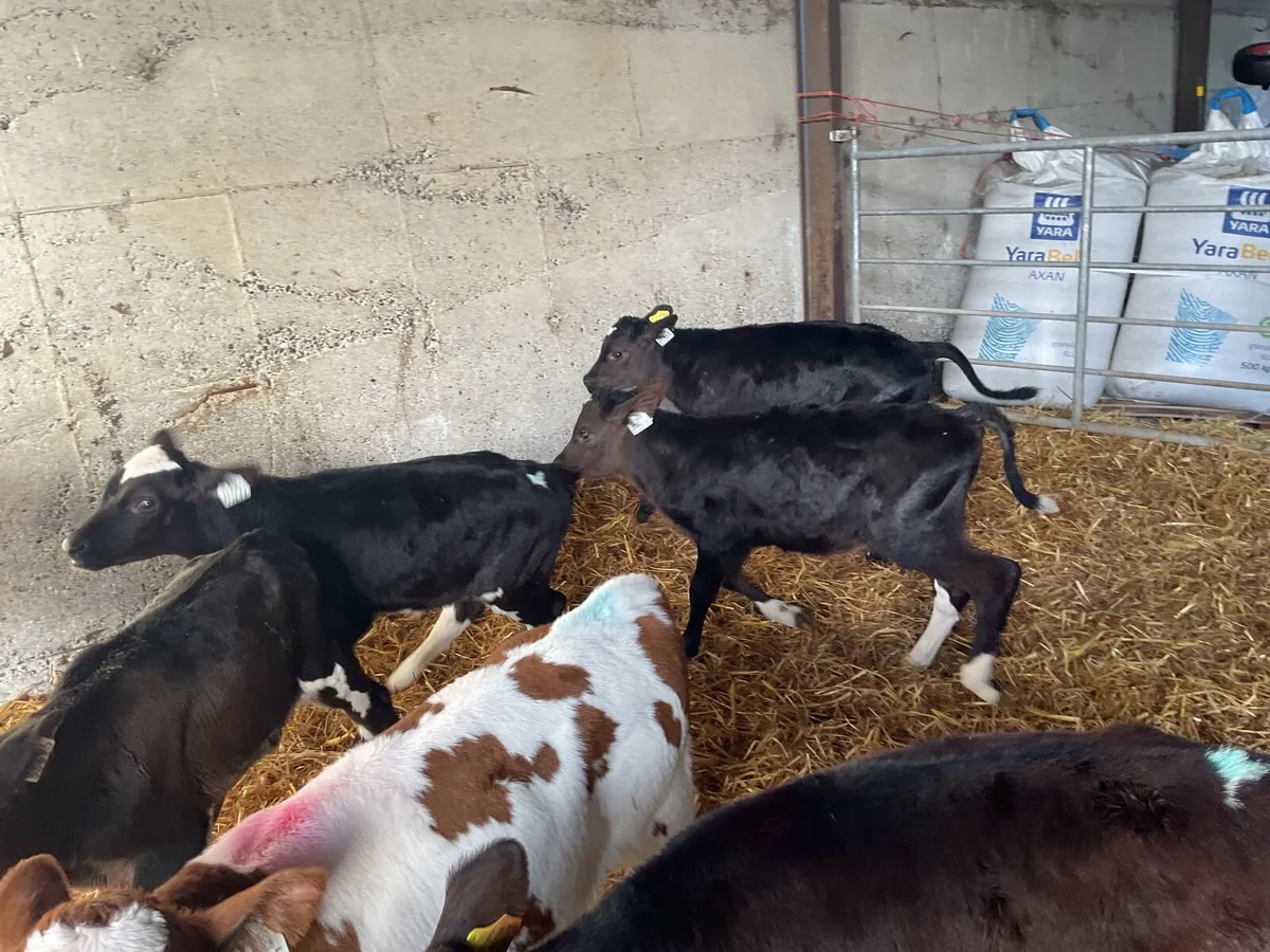 Frisian calves - Image 1