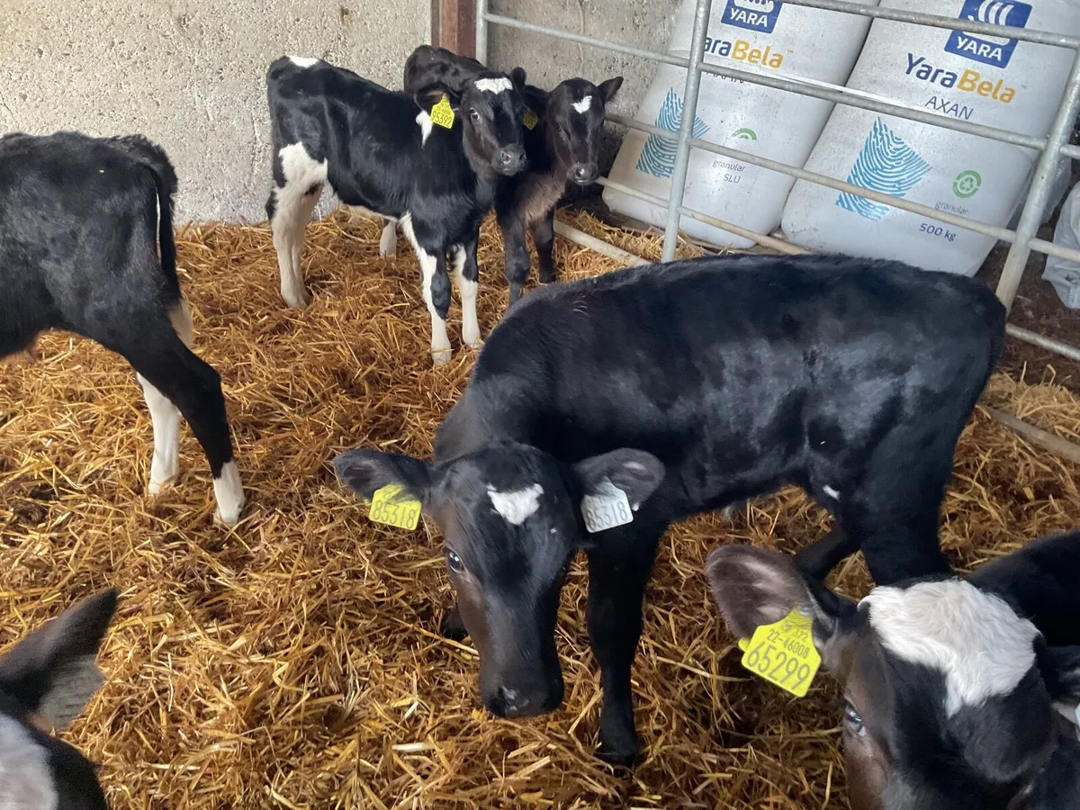 Frisian calves - Image 3