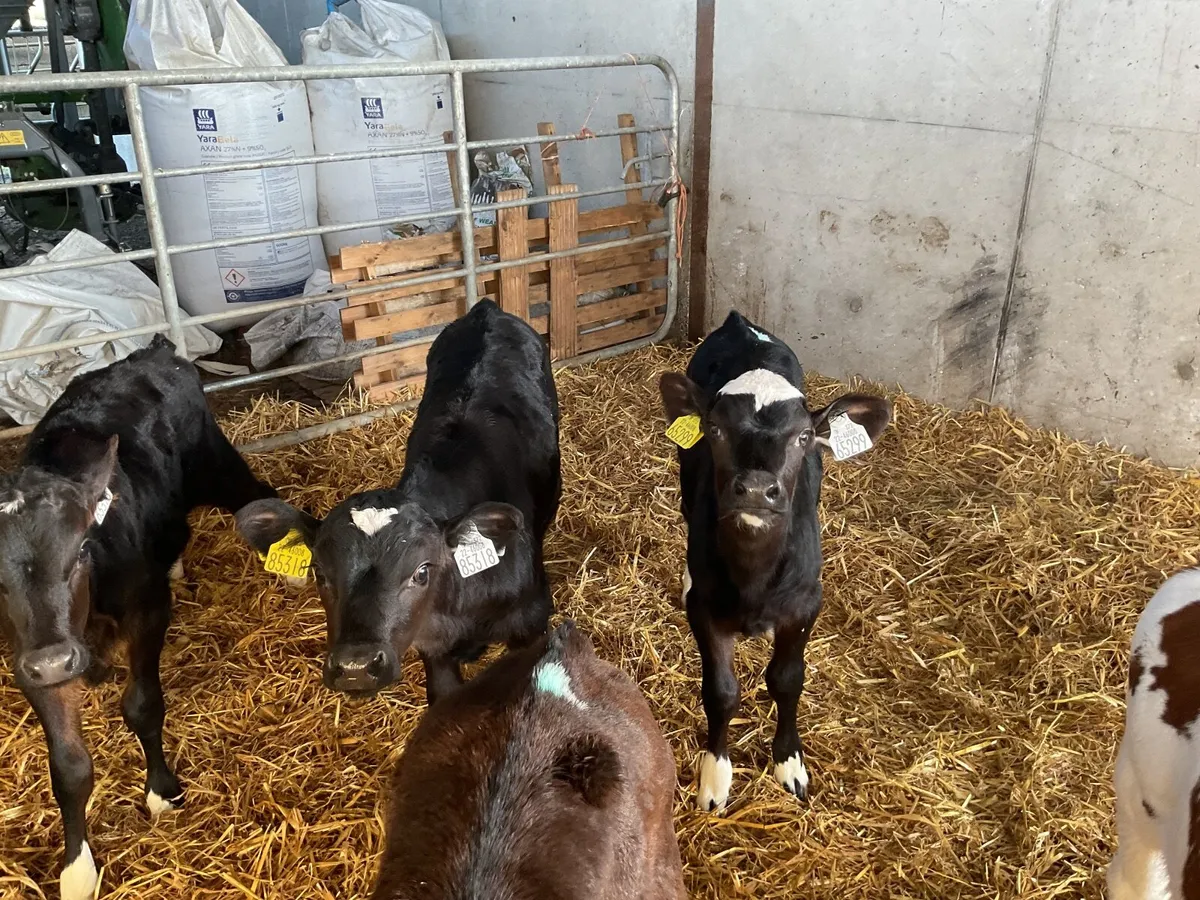 Frisian calves - Image 2