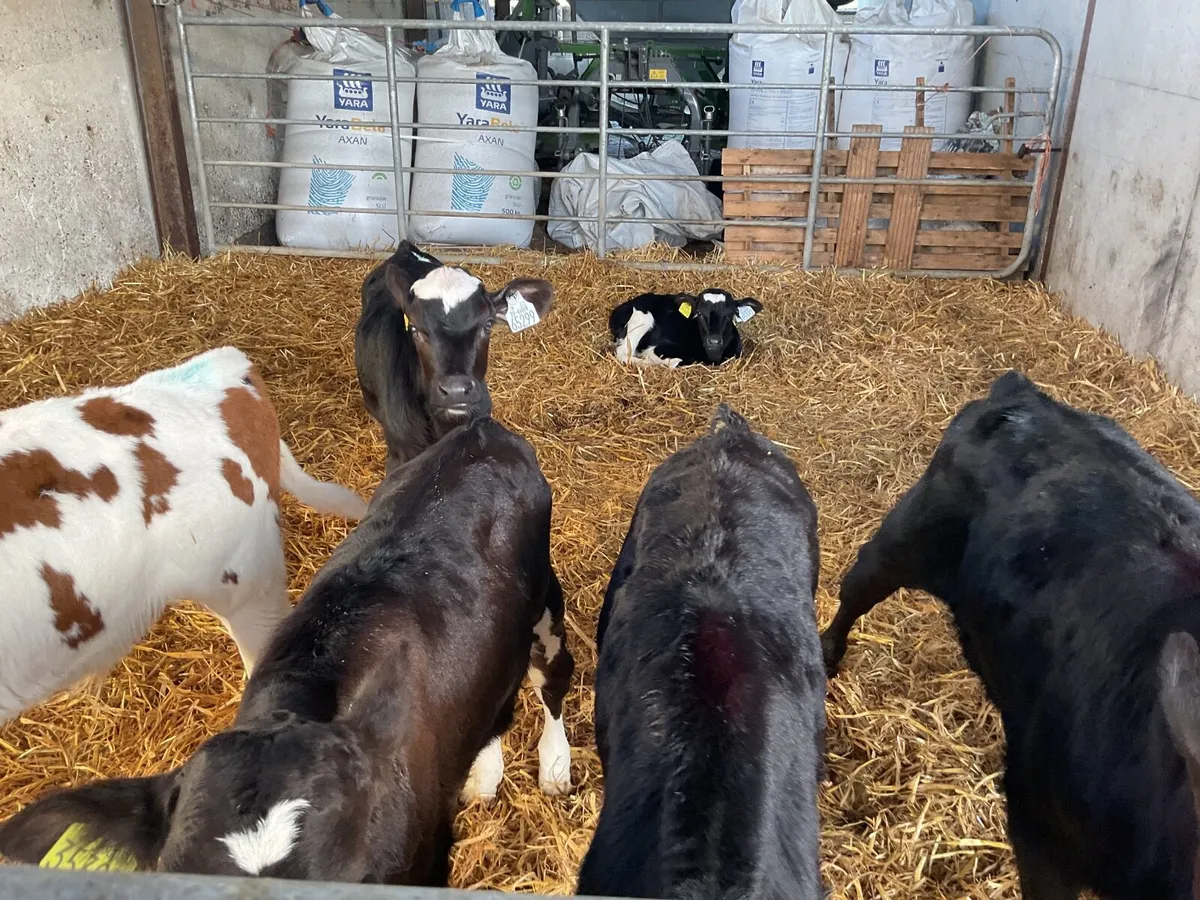 Bbx.       Wh  and Frisian calves - Image 4