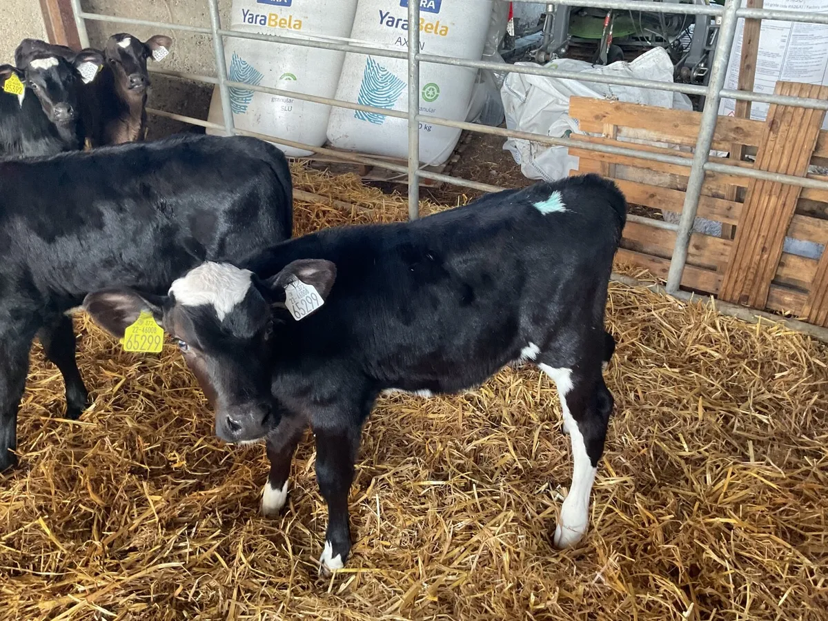 Frisian calves - Image 4