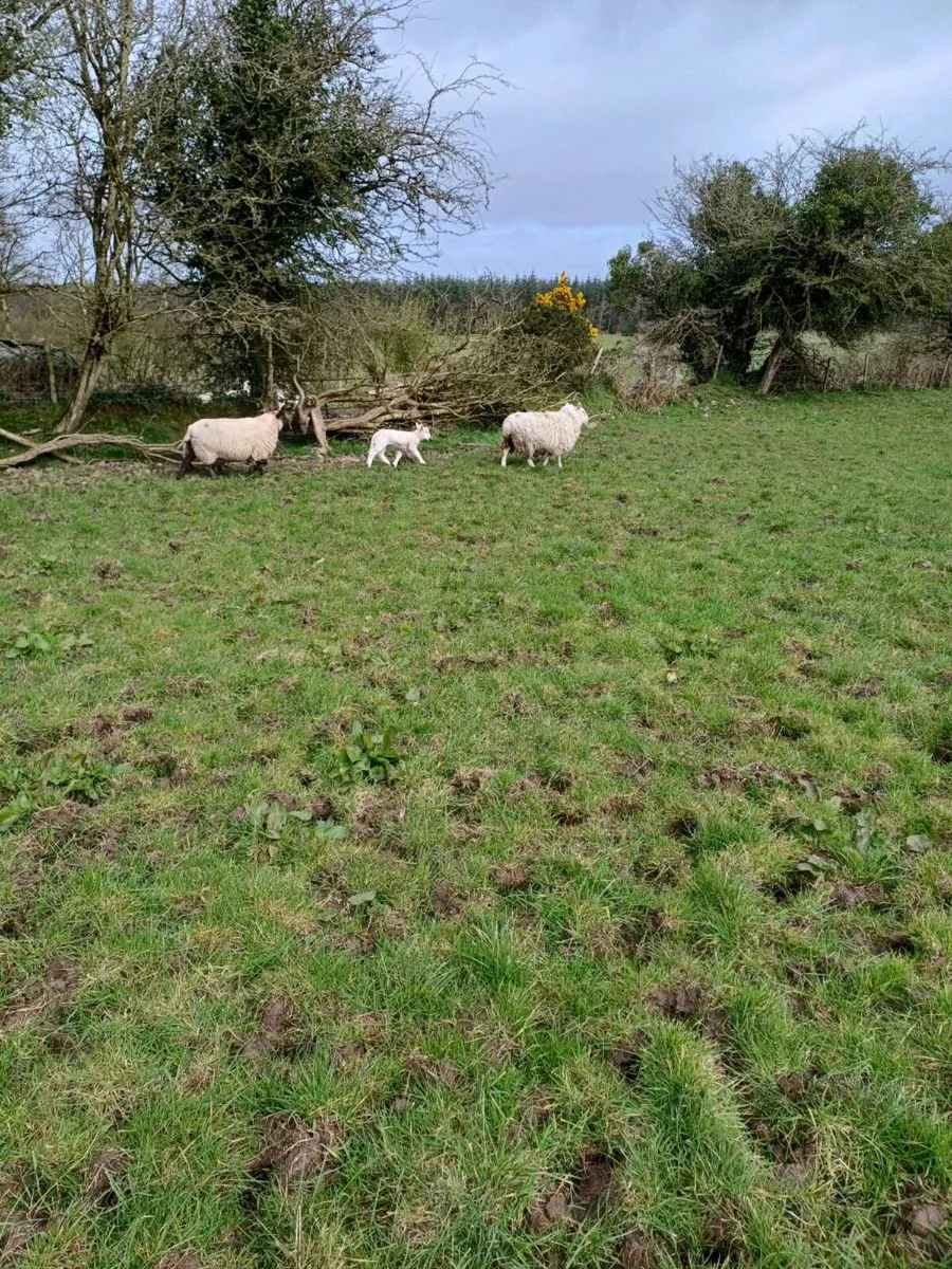 Ewes with single lambs - Image 3