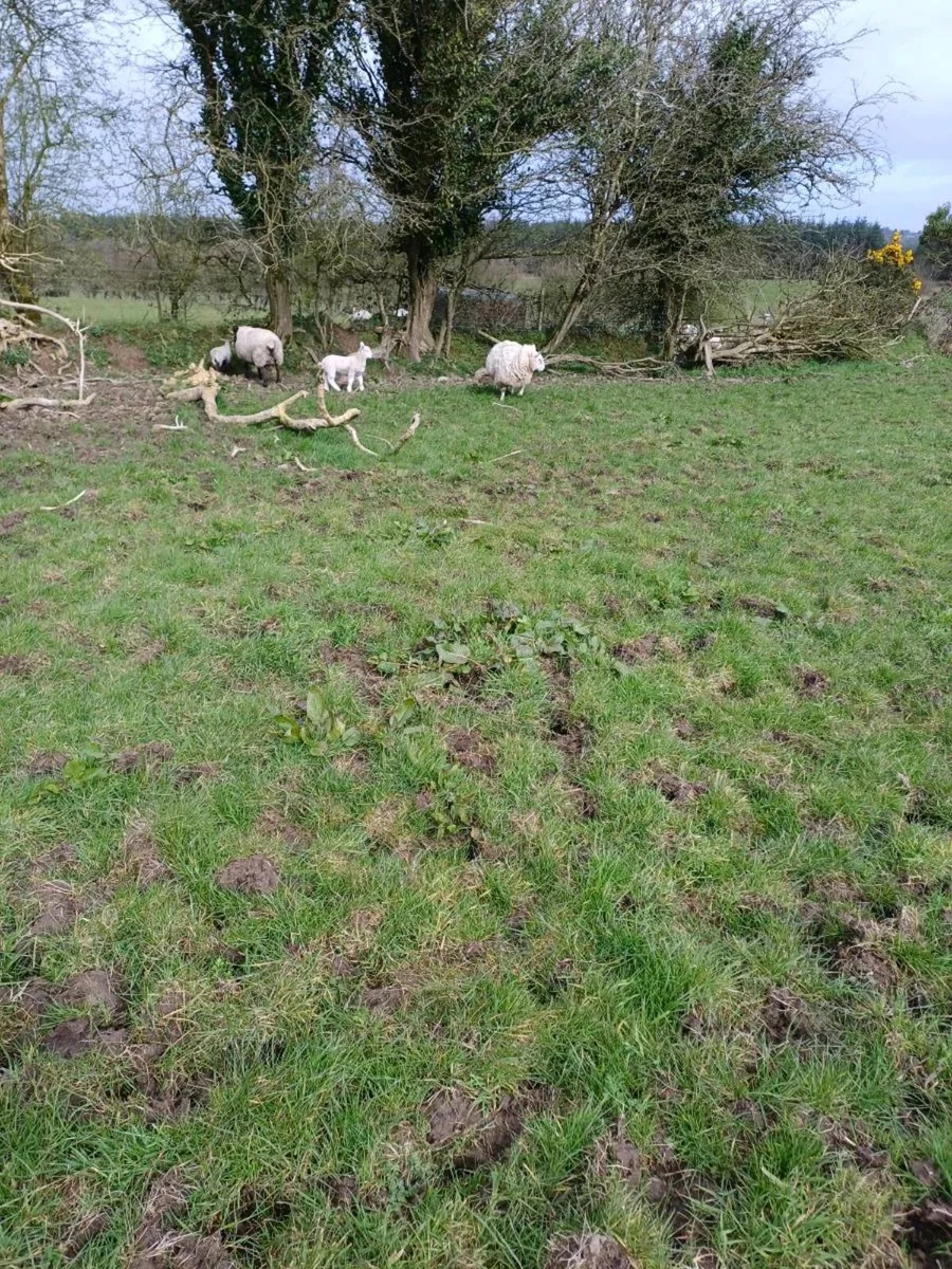 Ewes with single lambs - Image 1