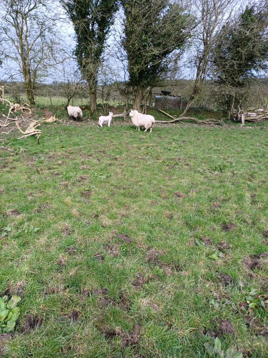 Ewes with single lambs - Image 2