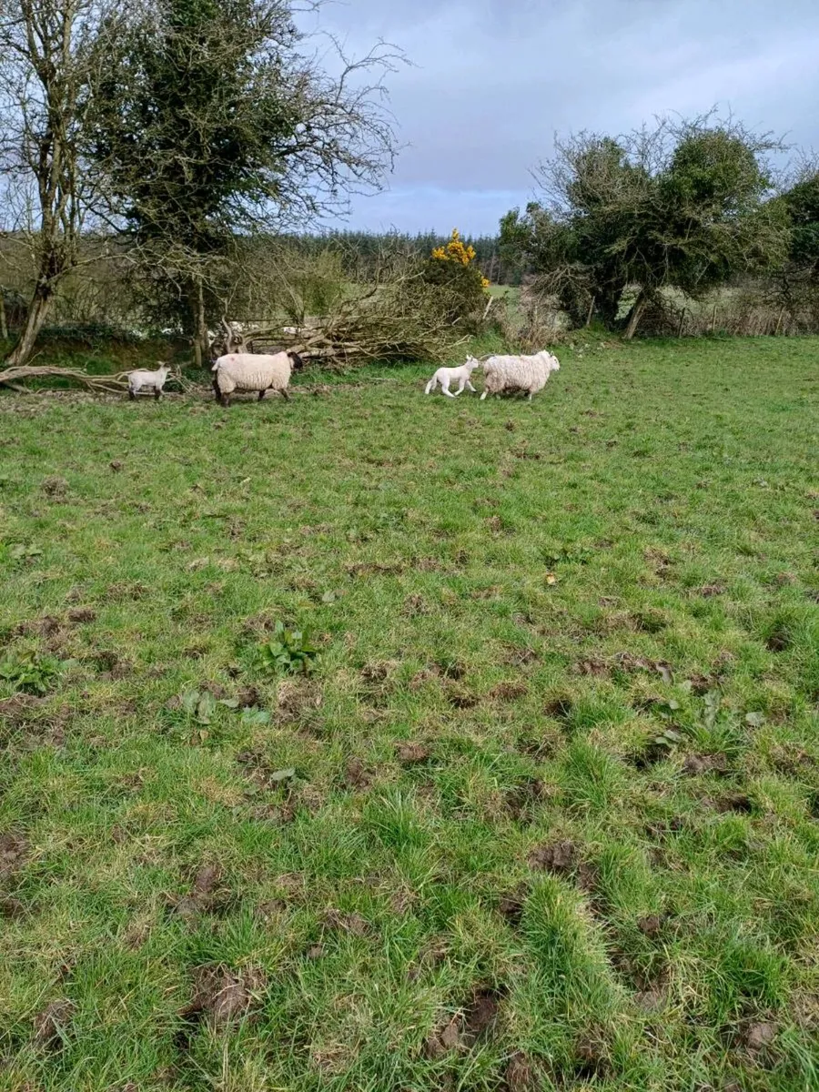 Ewes with single lambs - Image 4