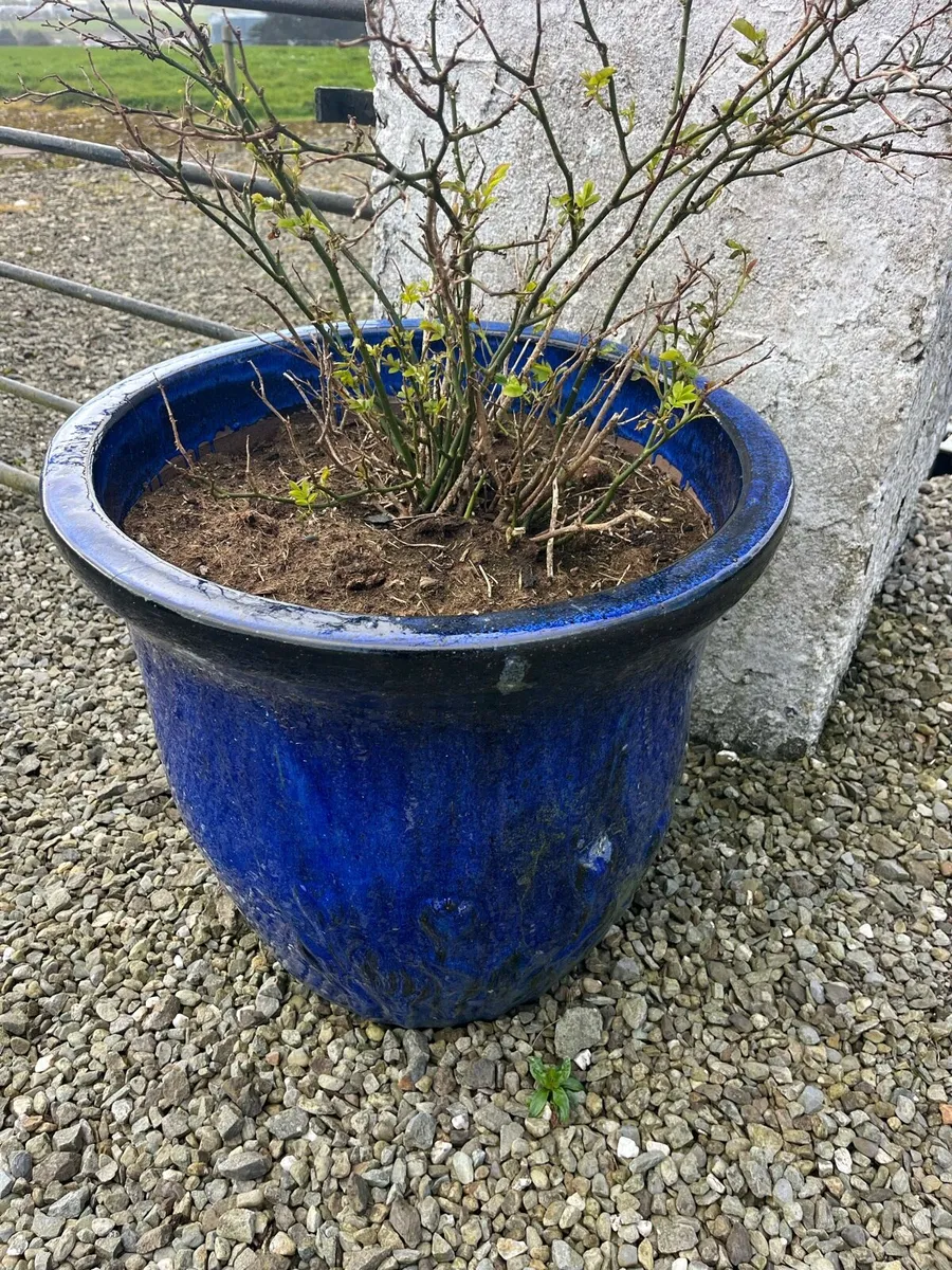 Flower Pots Ceramic - Image 1