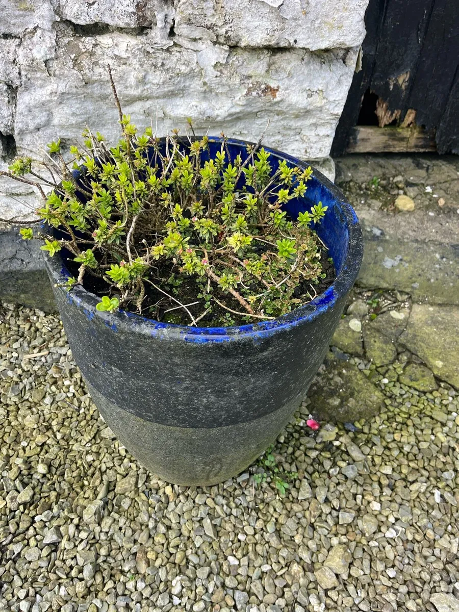 Flower Pots Ceramic - Image 4