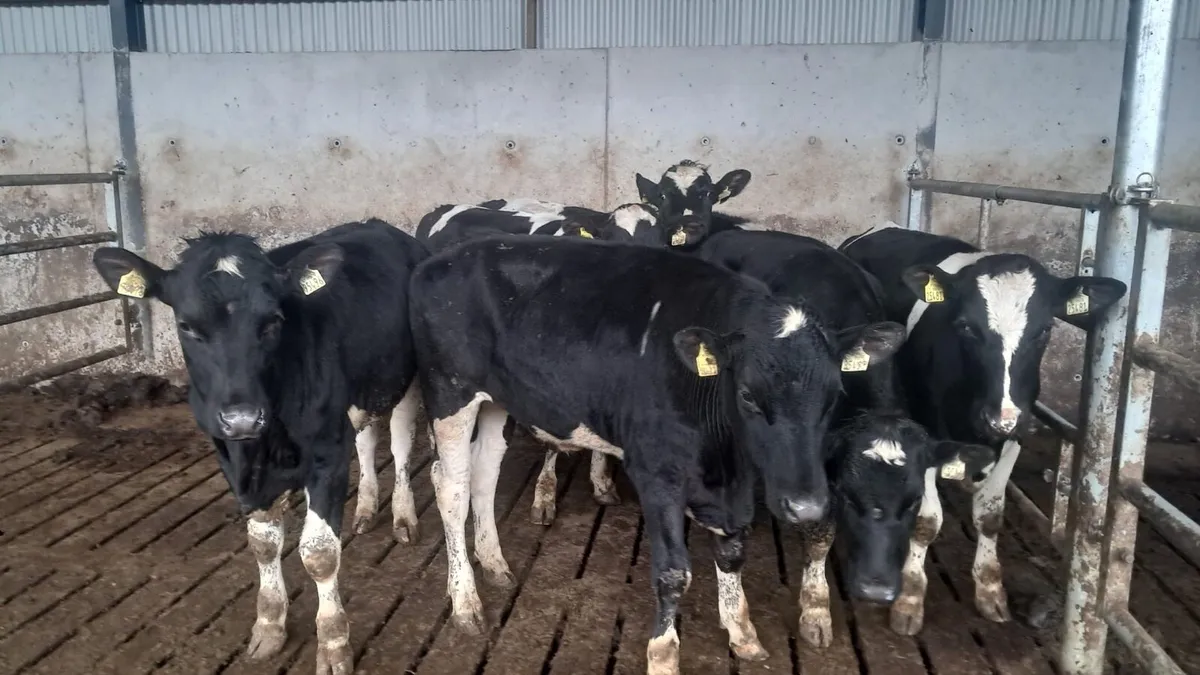 Frisian cattle - Image 1