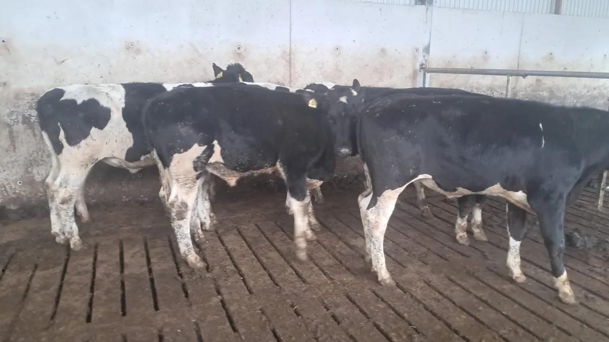 Frisian cattle - Image 3