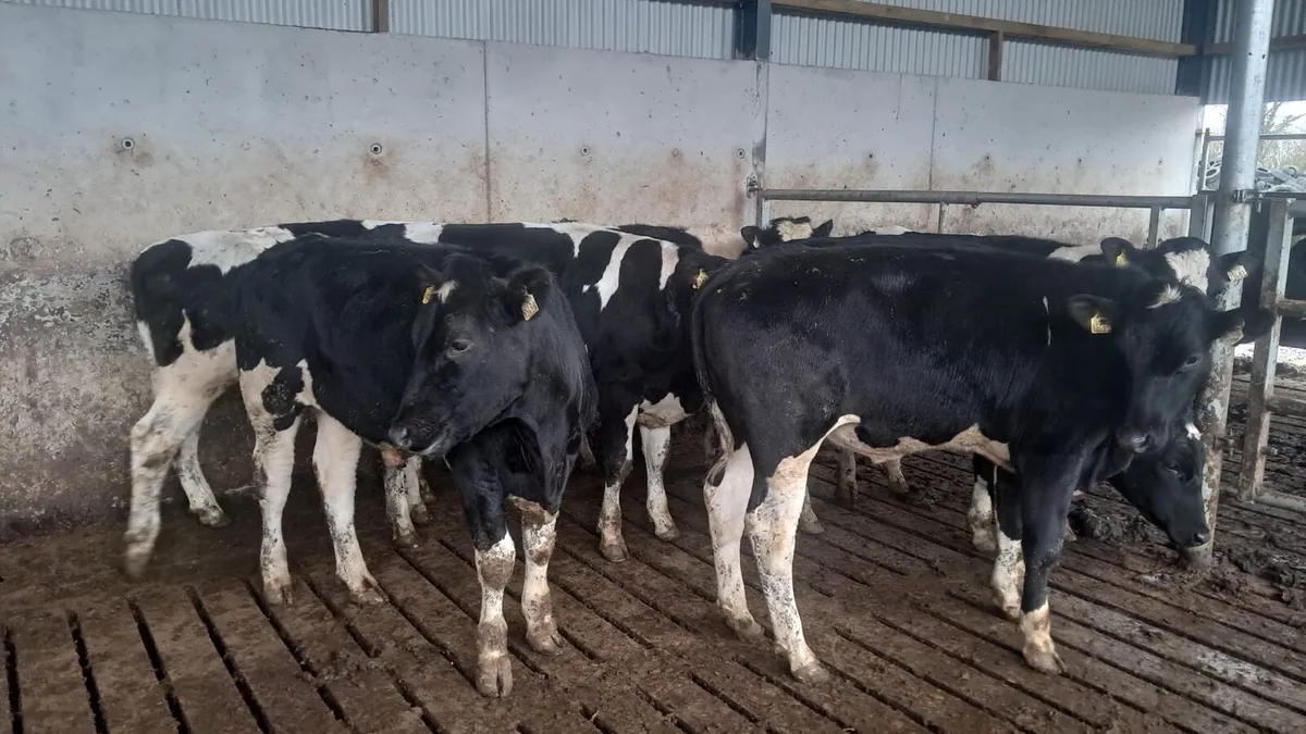 Frisian cattle - Image 2