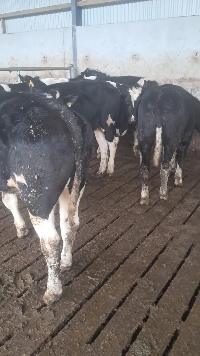 Frisian cattle - Image 4