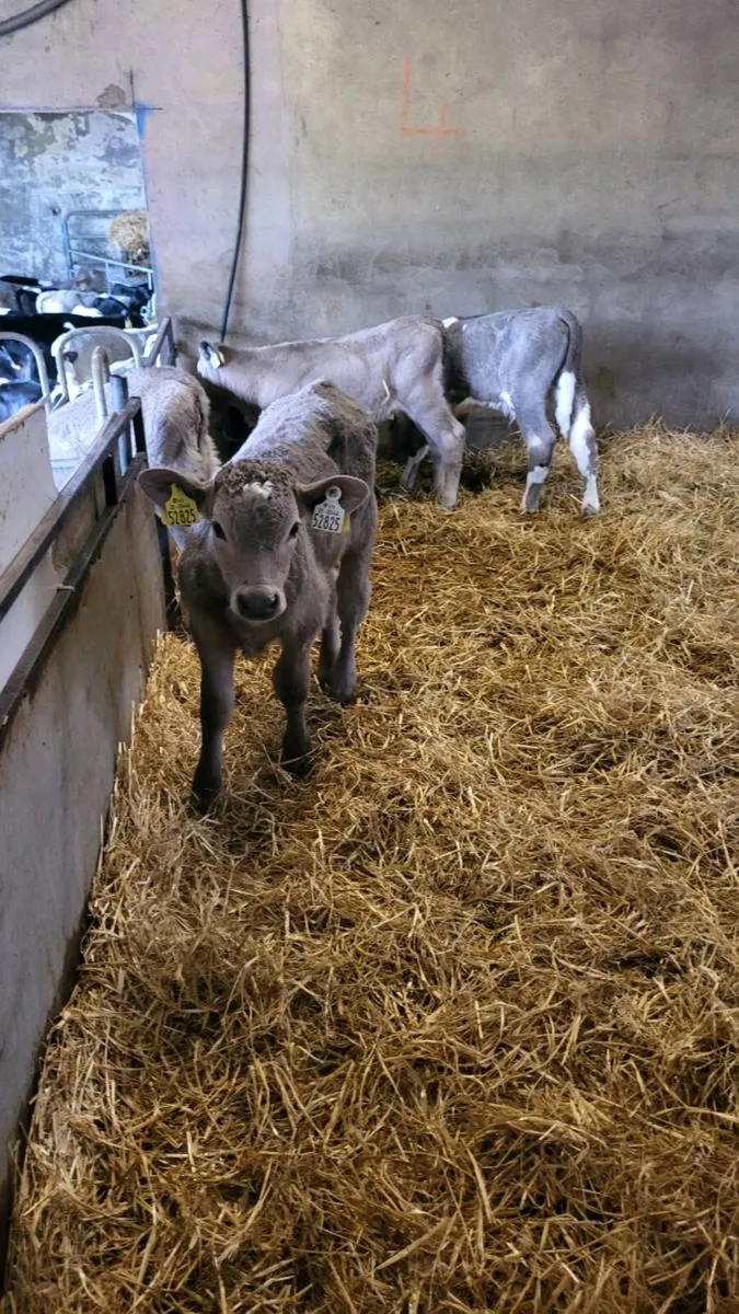 Charolais calves - Image 1