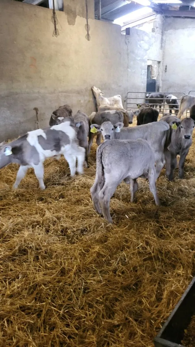 Charolais calves - Image 2