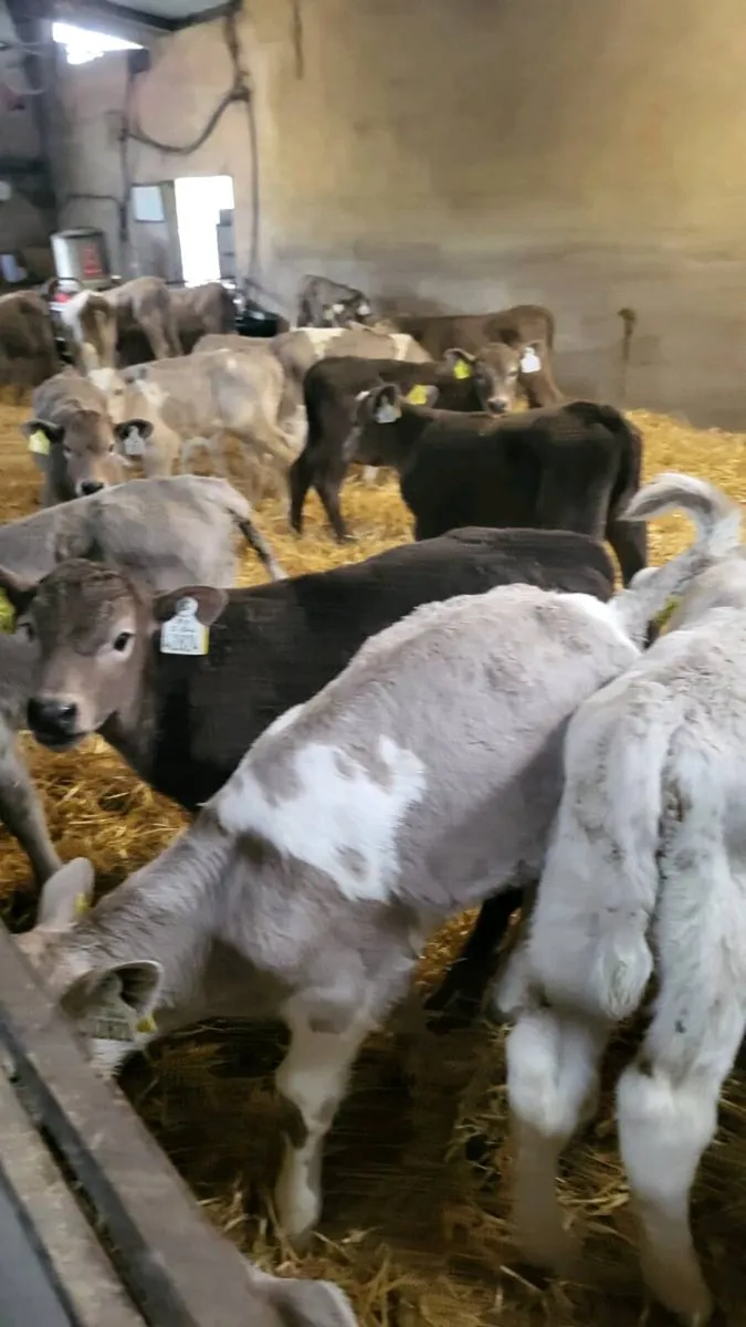 Charolais calves - Image 3