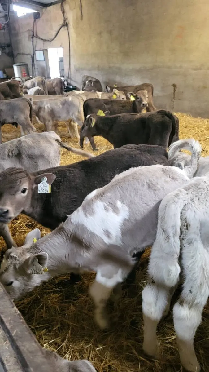 Charolais calves - Image 4