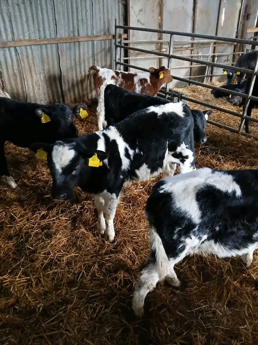 CALVES FOR SALE - Image 1