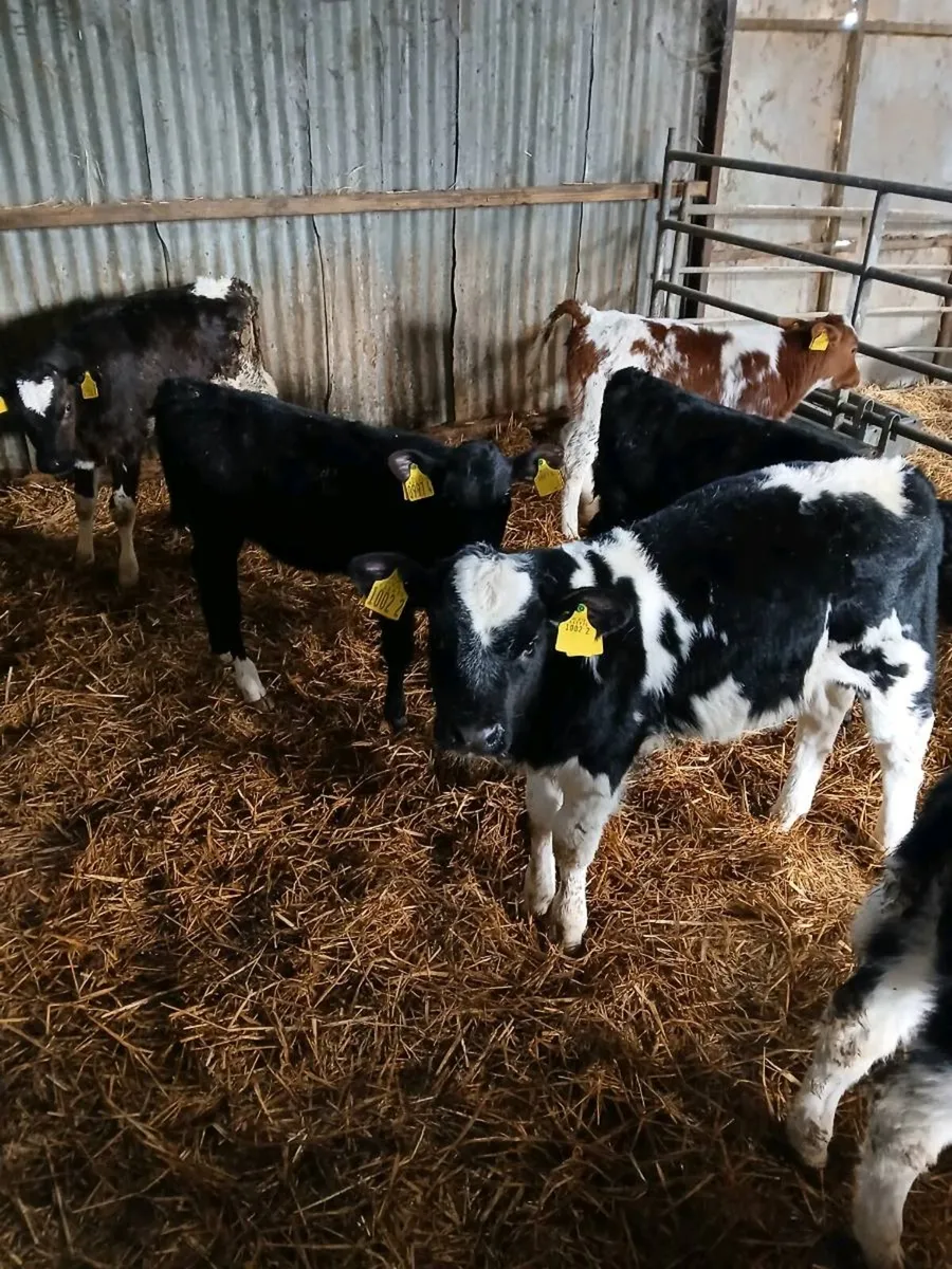 CALVES FOR SALE - Image 2