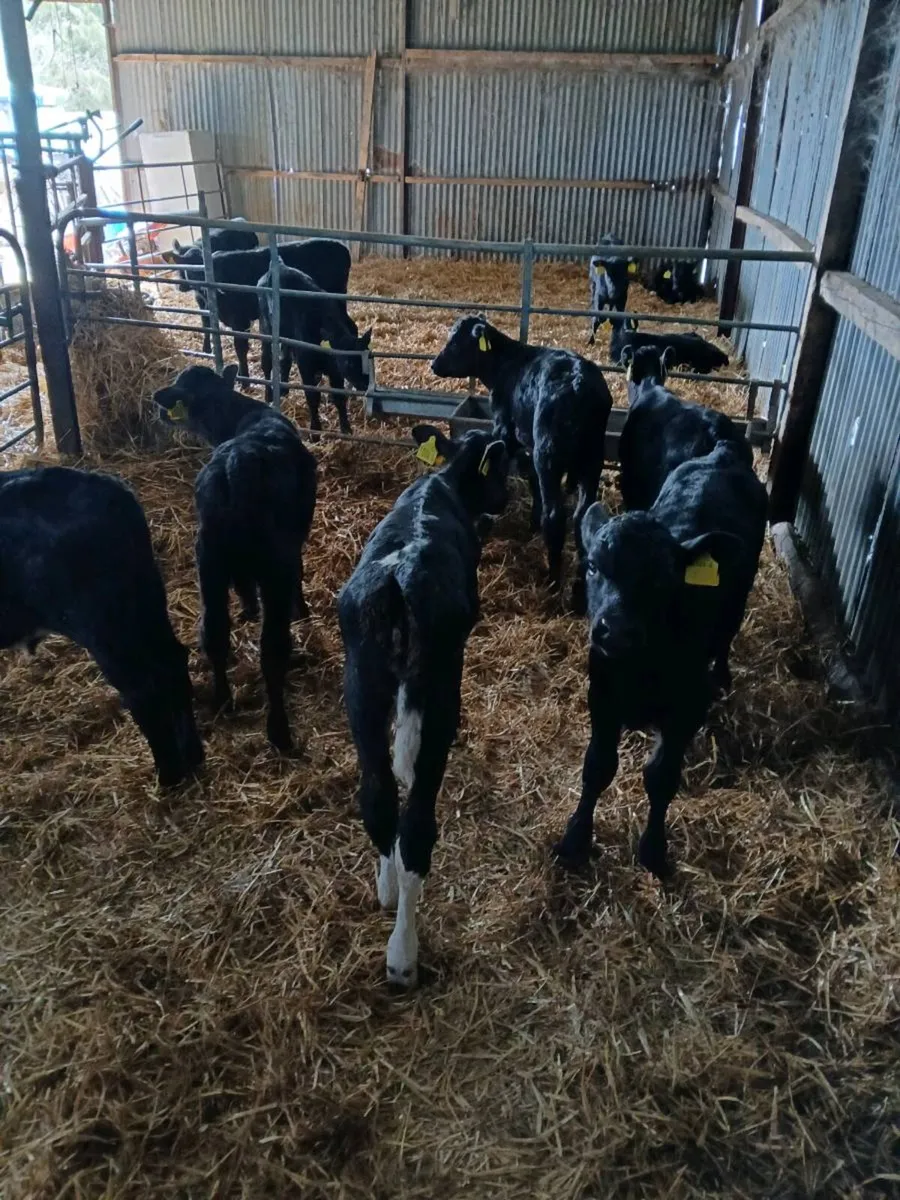 CALVES FOR SALE - Image 4