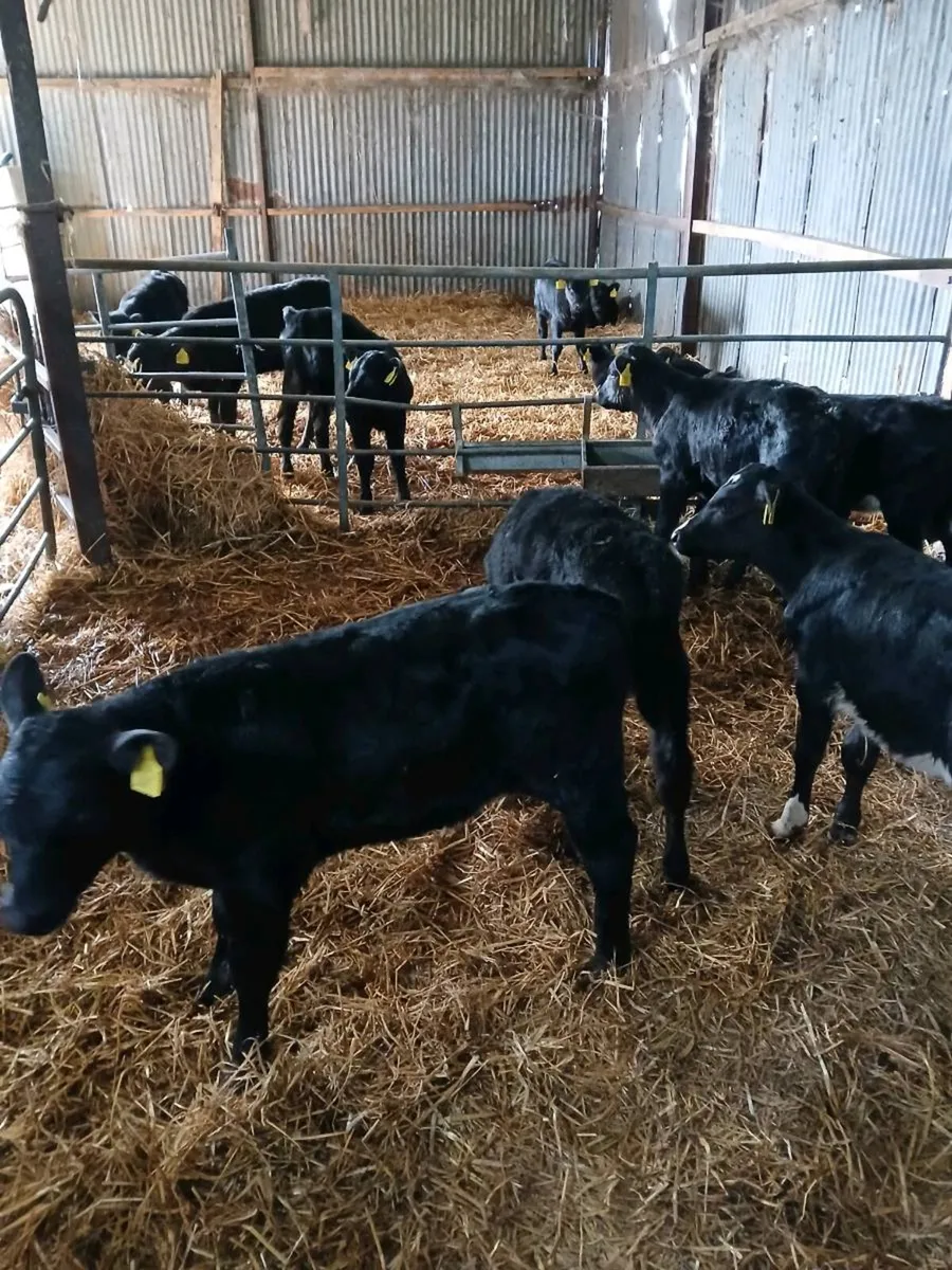 CALVES FOR SALE - Image 3