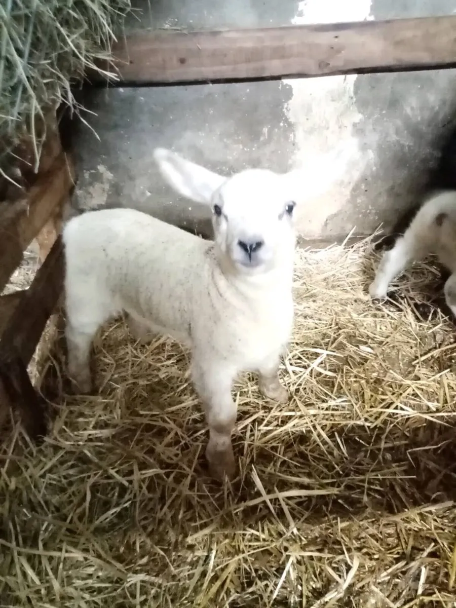Pet lambs - Image 1