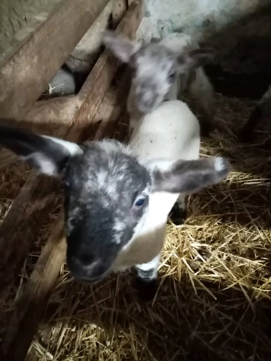 Pet lambs - Image 2