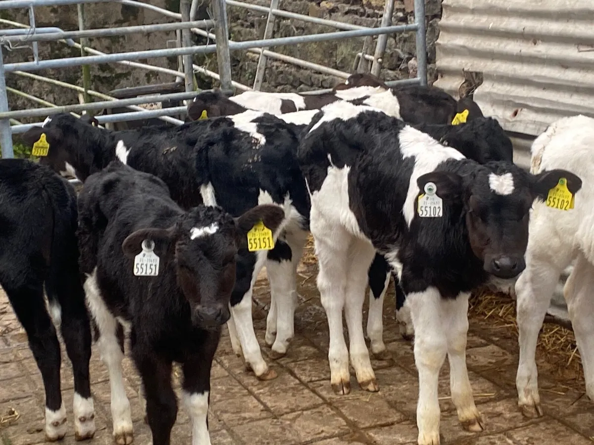 Calves for sale - Image 1