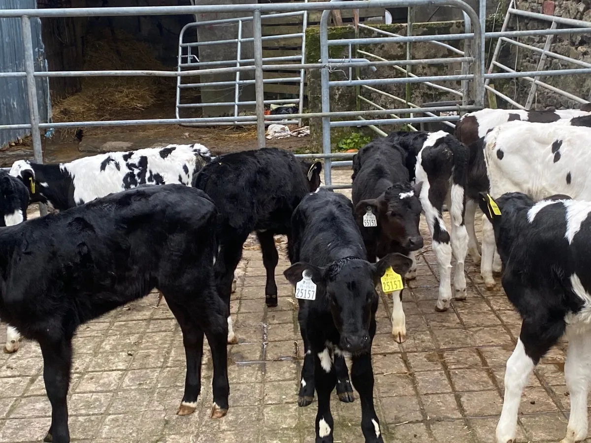 Calves for sale - Image 3