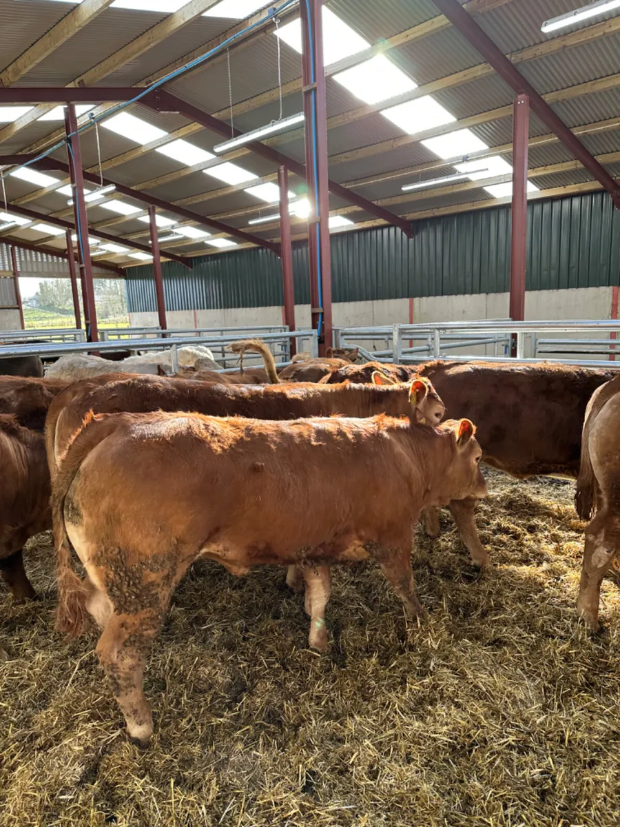 Red lim heifers - Image 1