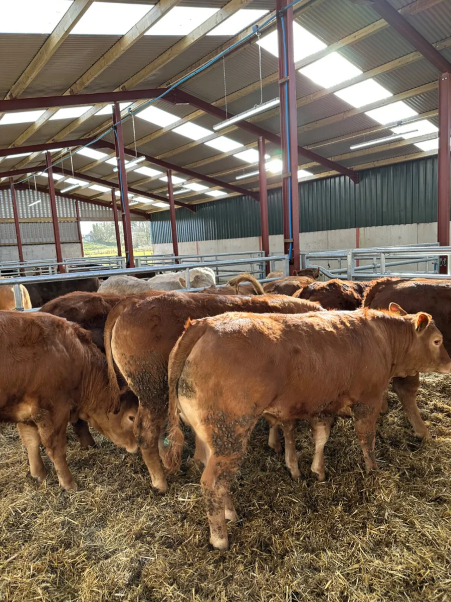 Red lim heifers - Image 2