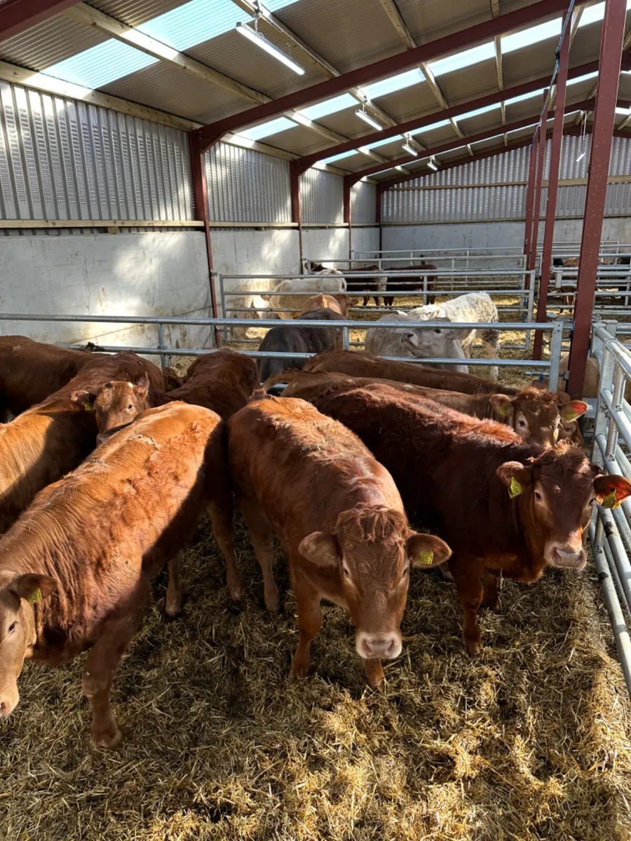 Red lim heifers - Image 4
