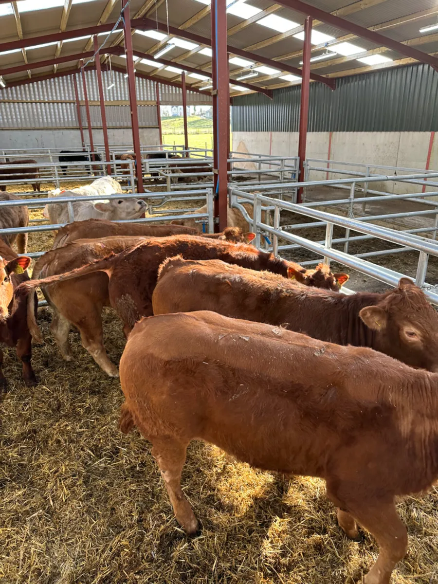 Red lim heifers - Image 3