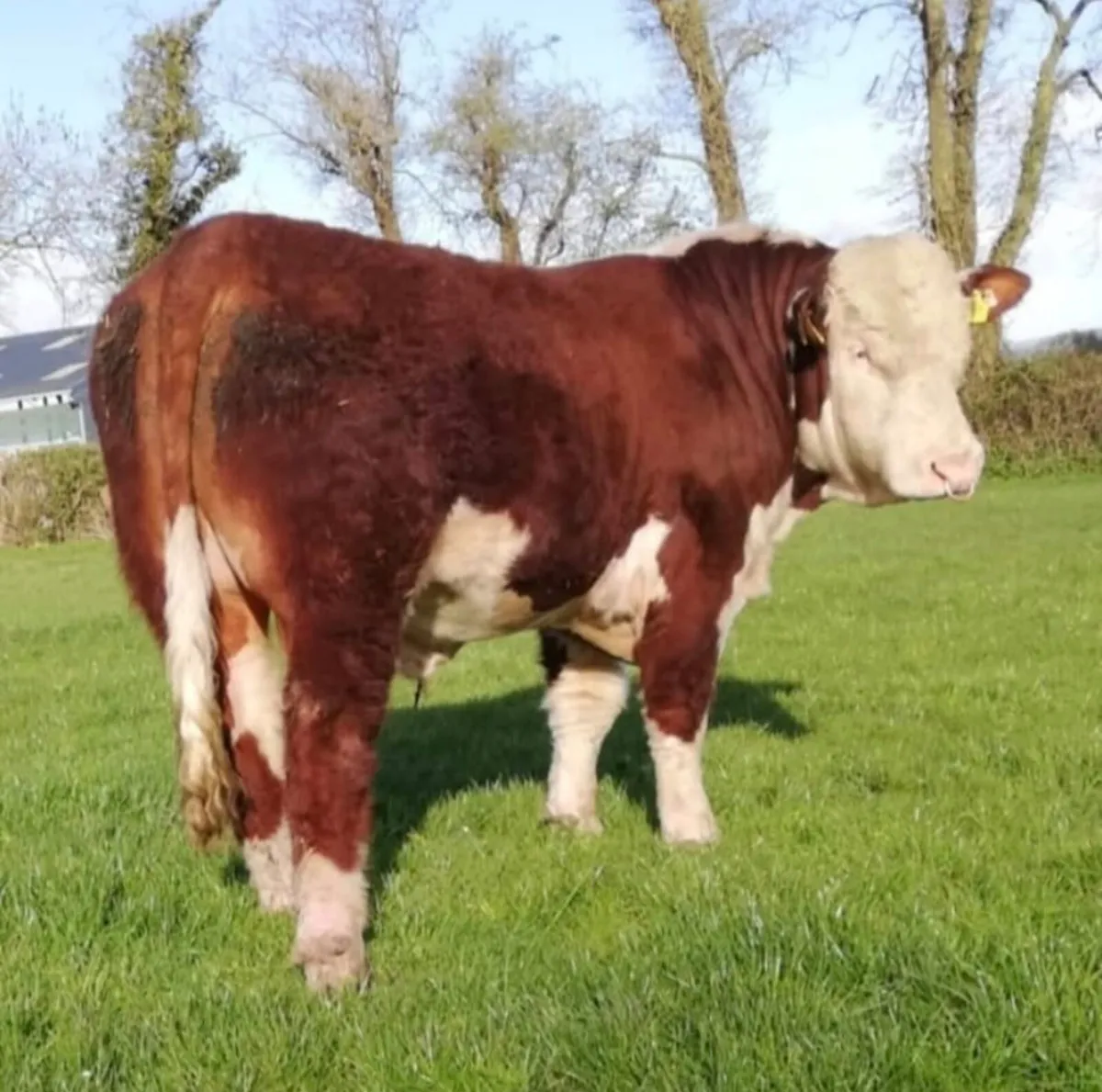 PBR Hereford Bulls - Image 2