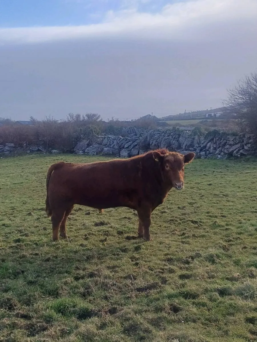 Red Angus Bull - Image 1