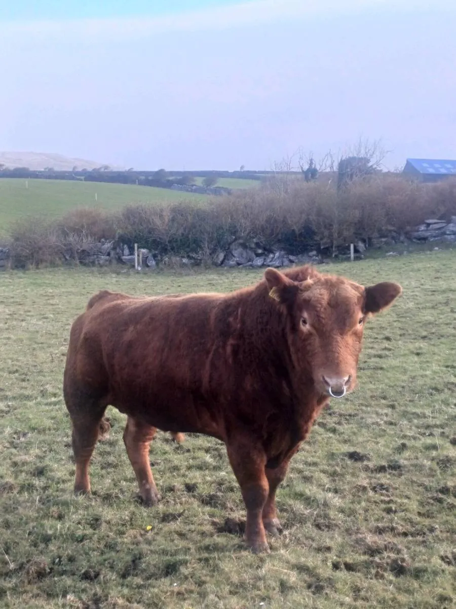 Red Angus Bull - Image 2