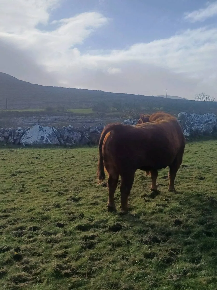 Red Angus Bull - Image 4